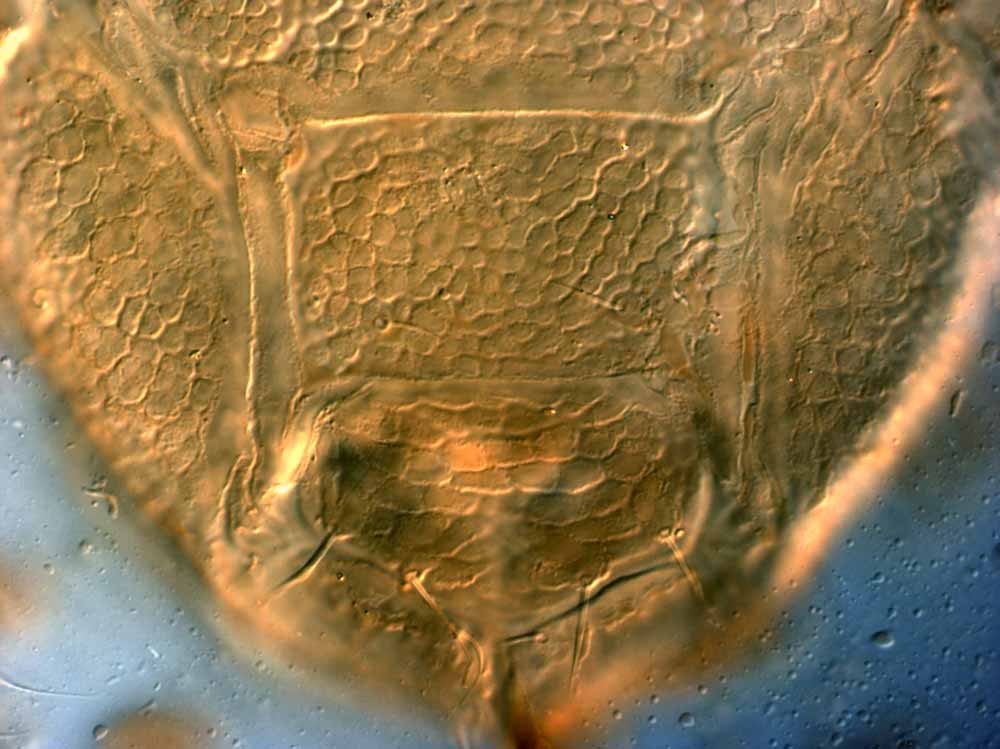            Fig. 12.   Brevipalpus chilensis  female posterior venter (type   specimen).   
