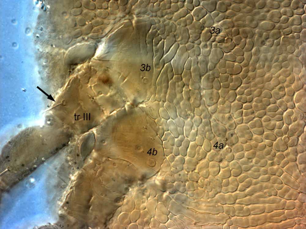            Fig. 12.   Brevipalpus cuneatus  female venter, arrow   indicates seta on trochanter III (= tr III); note also small setae  3a ,    4a .     