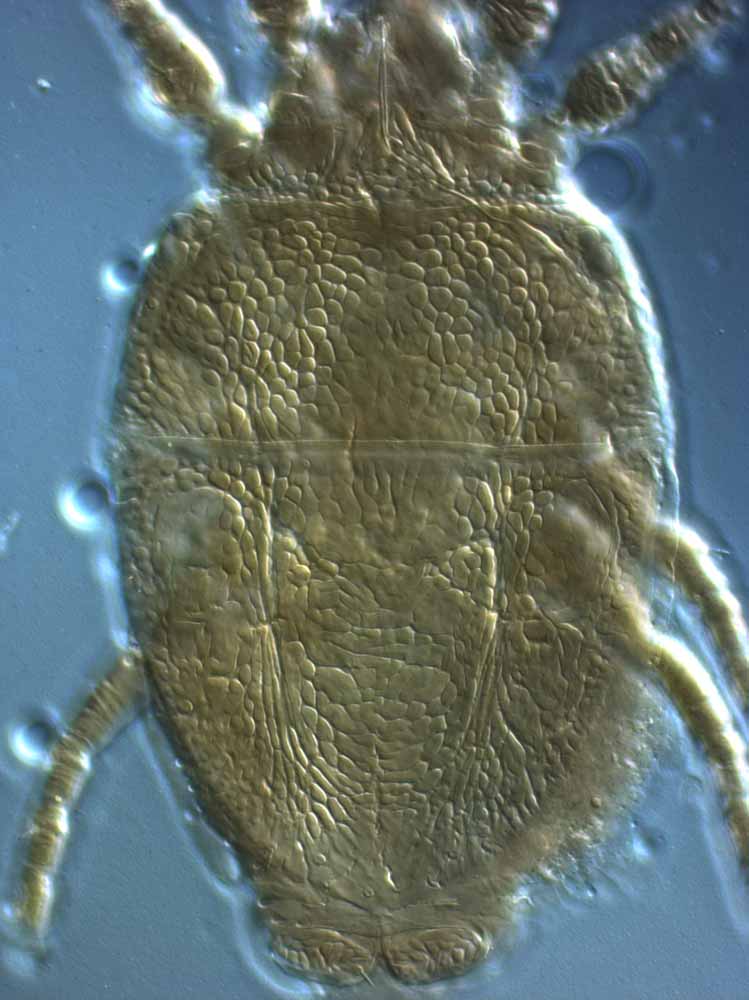            Fig. 1.   Brevipalpus cuneatus  female dorsum.   