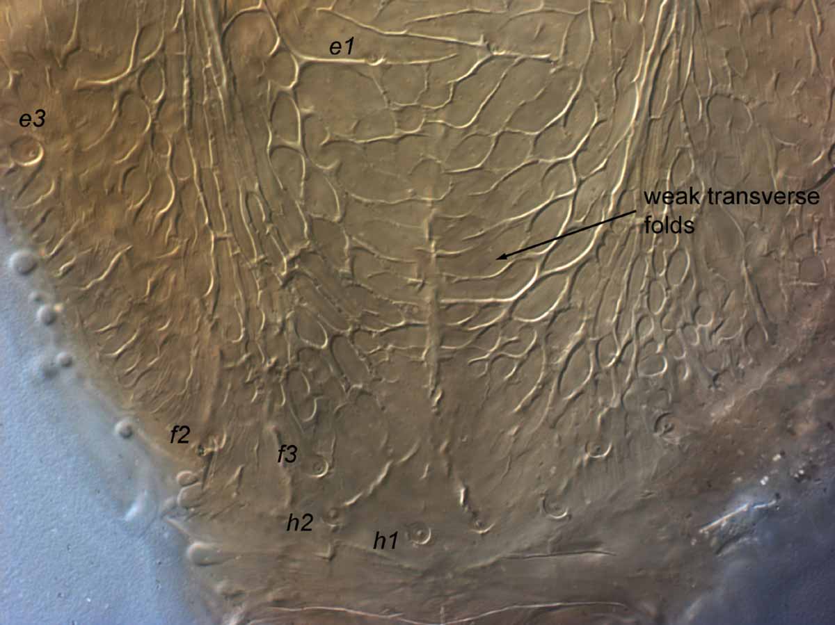            Fig. 6.   Brevipalpus cuneatus  female posterior   dorsum.   