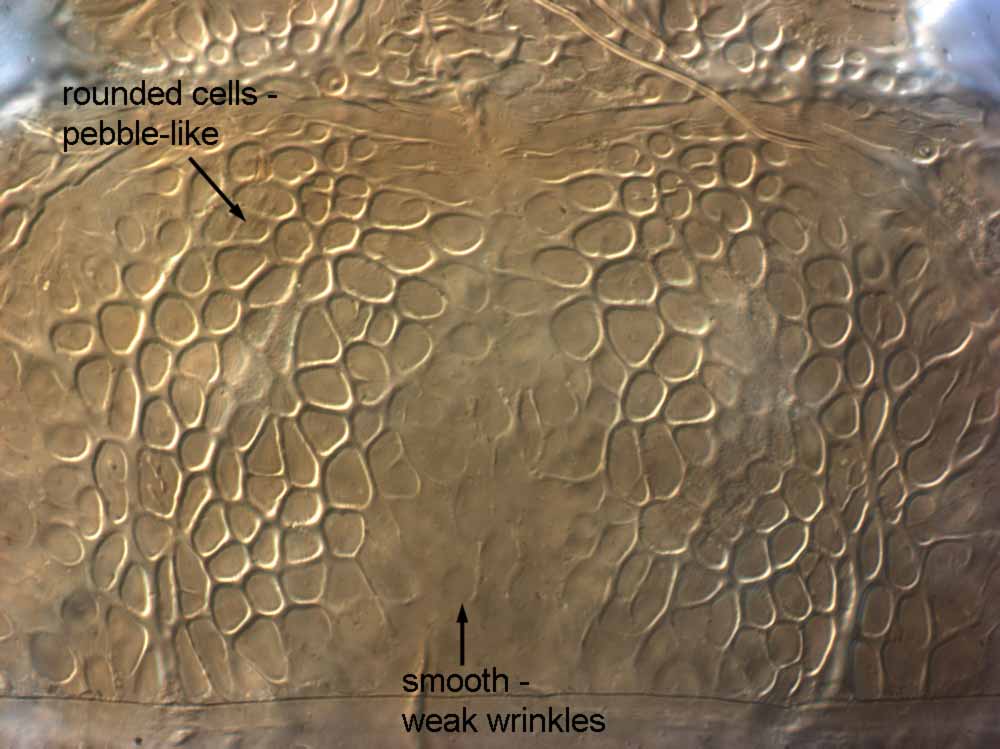            Fig. 2.   Brevipalpus cuneatus  female   prodorsum.   