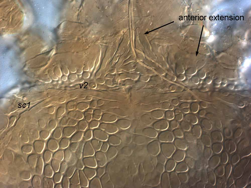            Fig. 4.   Brevipalpus cuneatus  female anterior extension   of prodorsum.   