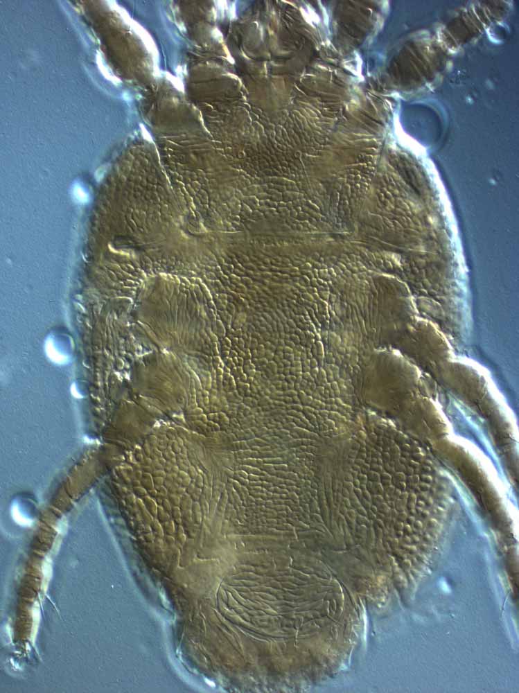            Fig. 7.   Brevipalpus cuneatus  female venter.   