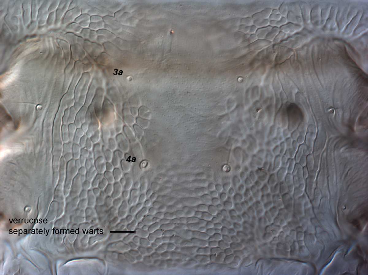  Fig. 9.  Brevipalpus ferraguti , female venter, between coxae III-IV. 
