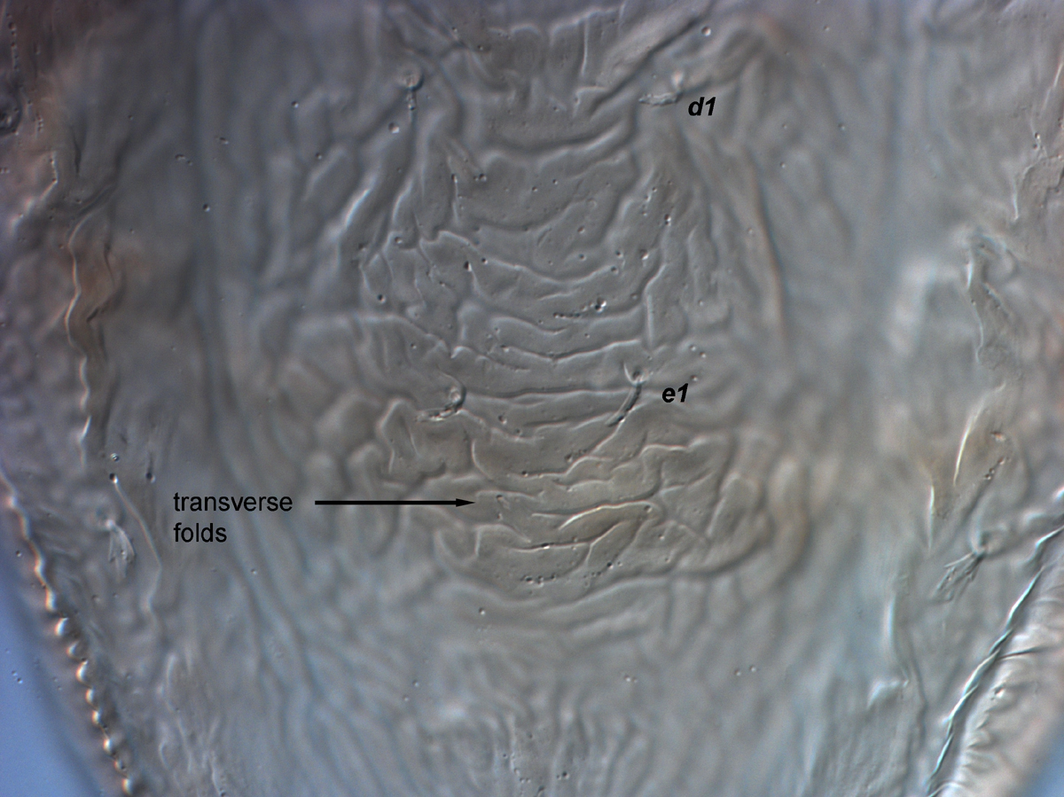  Fig. 5.  Brevipalpus ferraguti , female central dorsal opisthosoma. 