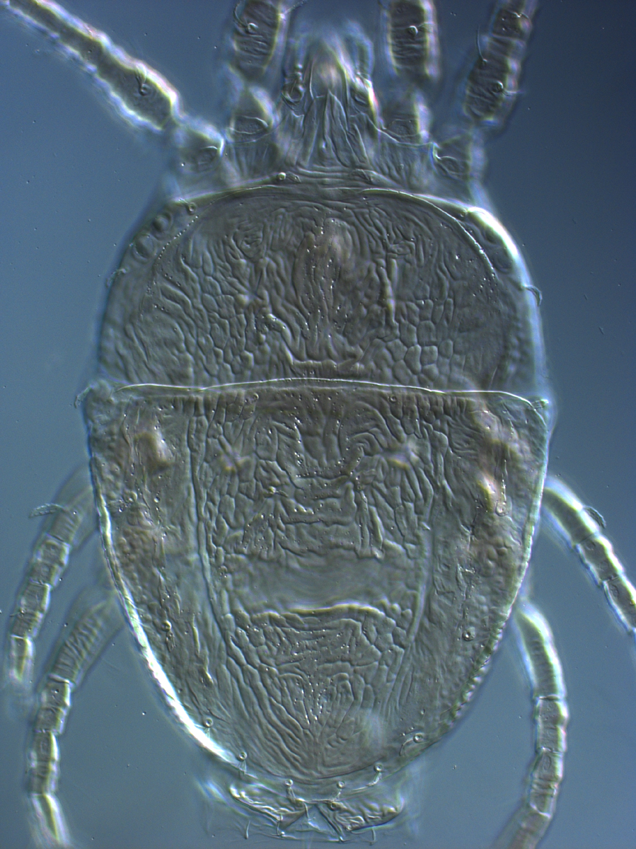  Fig. 1.  Brevipalpus ferraguti , adult female dorsum. 