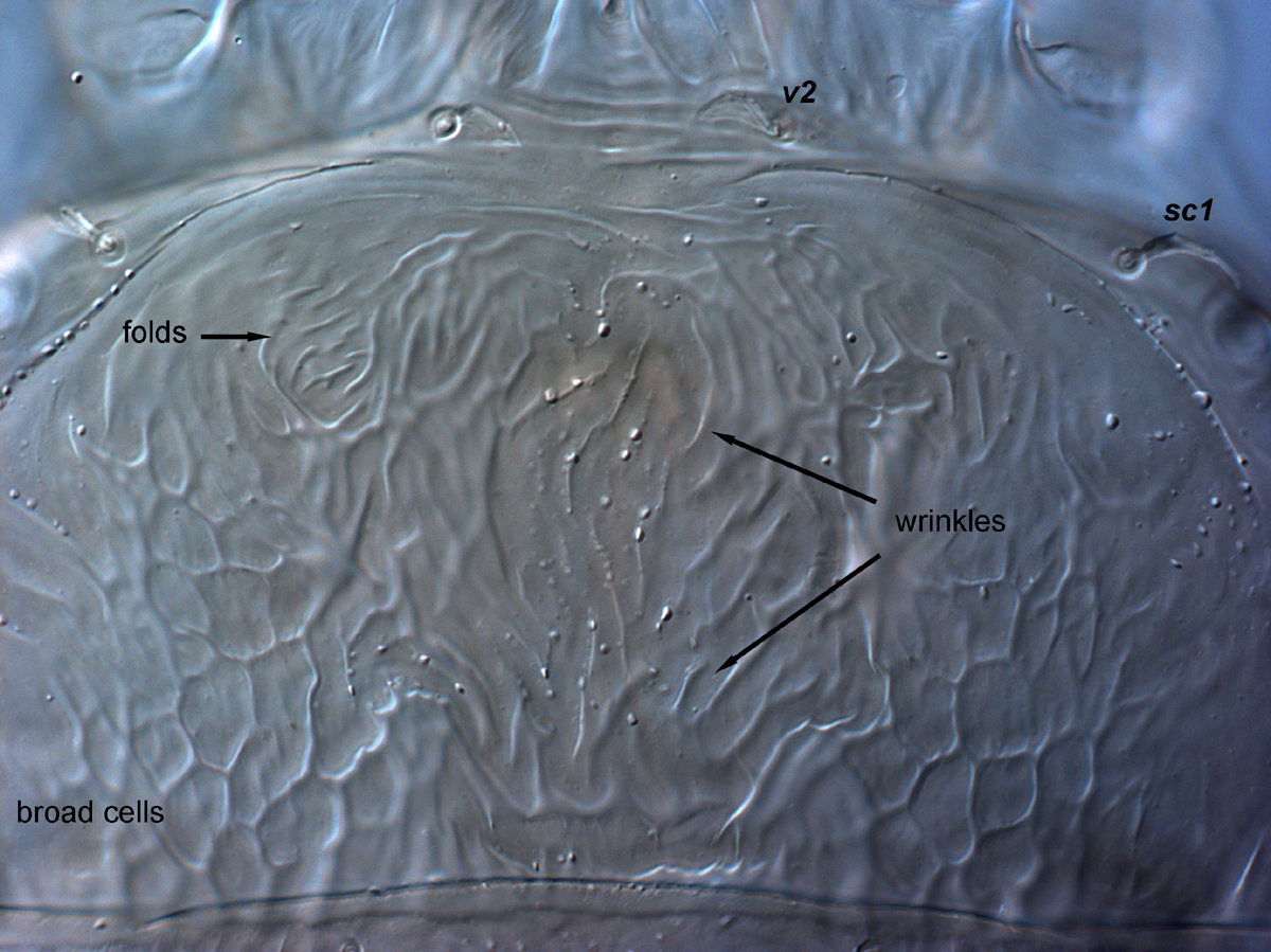  Fig. 2.  Brevipalpus ferraguti , female prodorsum. 