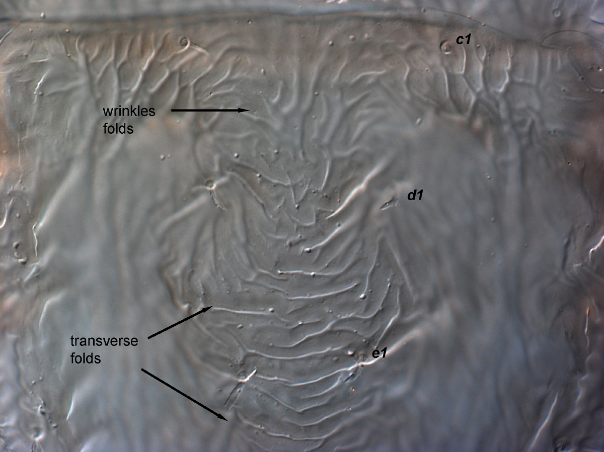  Fig. 4.  Brevipalpus ferraguti , female anterior dorsal opisthosoma. 