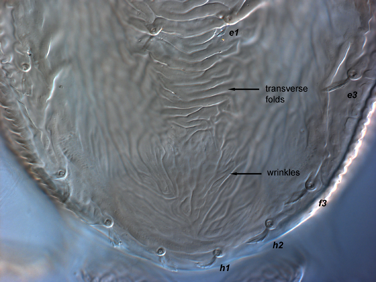  Fig. 6.  Brevipalpus ferraguti , female posterior dorsum. 