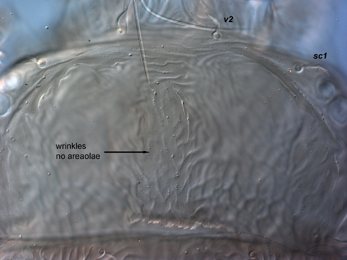  Fig. 3.  Brevipalpus ferraguti , female prodorsum. 