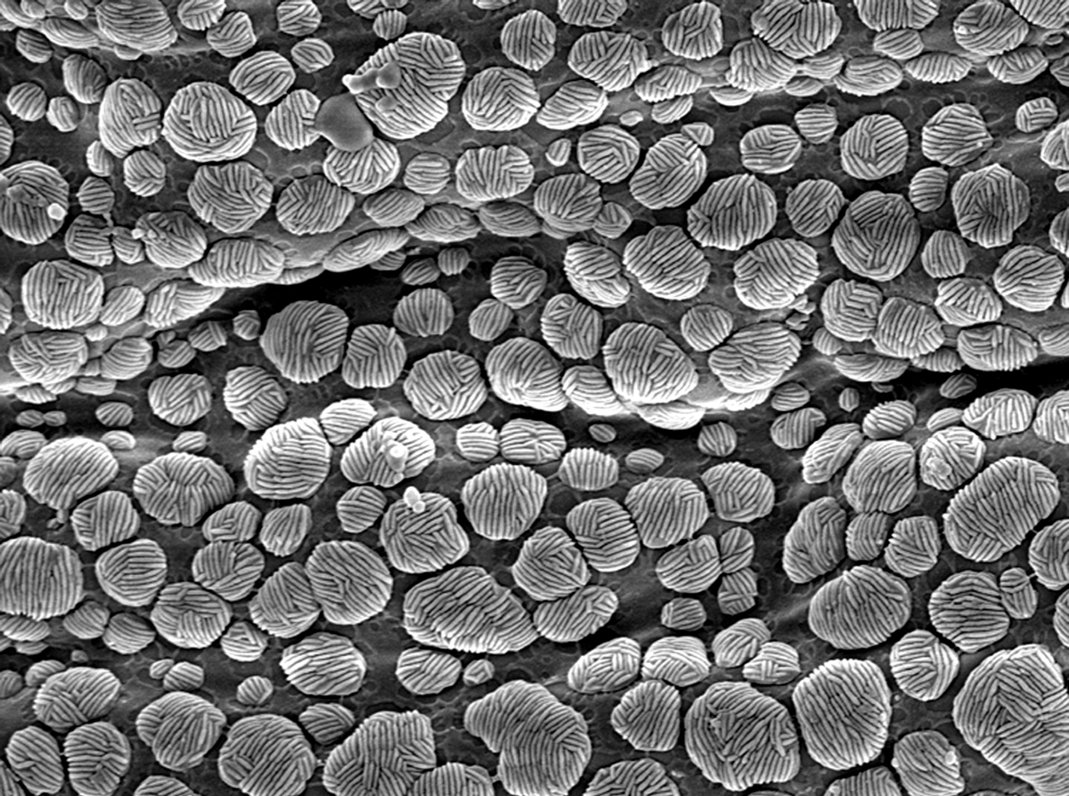  Fig. 7.  Brevipalpus ferraguti , female microplates on dorsal cuticle (15,000 X) (Image taken by G. Bauchan, USDA-ECMU). 
