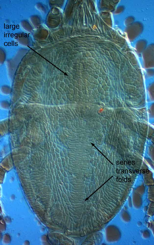            Fig. 1.   Brevipalpus frankeniae  female dorsum   (paratype).   