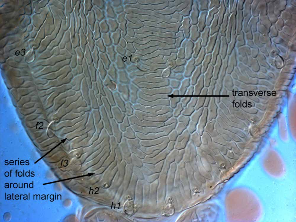            Fig. 7.   Brevipalpus frankeniae  female posterior dorsum   (paratype).   
