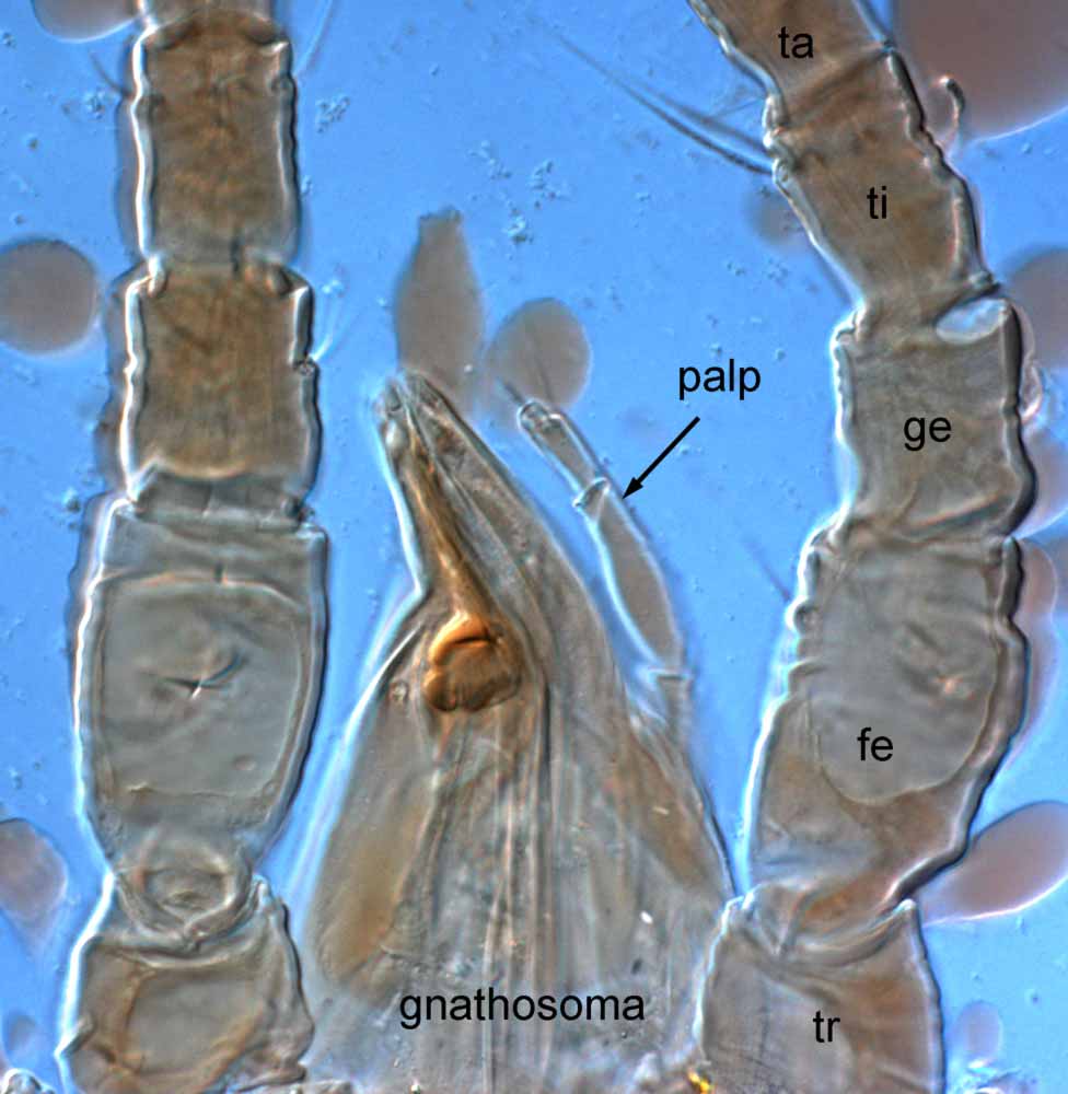            Fig. 13.   Brevipalpus frankeniae  female gnathosoma and legs I   (ventral view; paratype) - indicating elongate palps (tr = trochanter; fe =   femur; ge = genu; ti = tibia).   