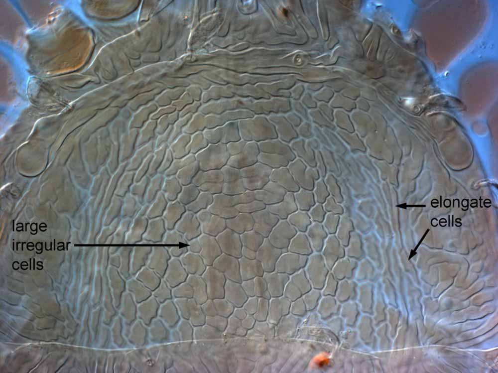            Fig. 2.   Brevipalpus frankeniae  female prodorsum   (paratype).   