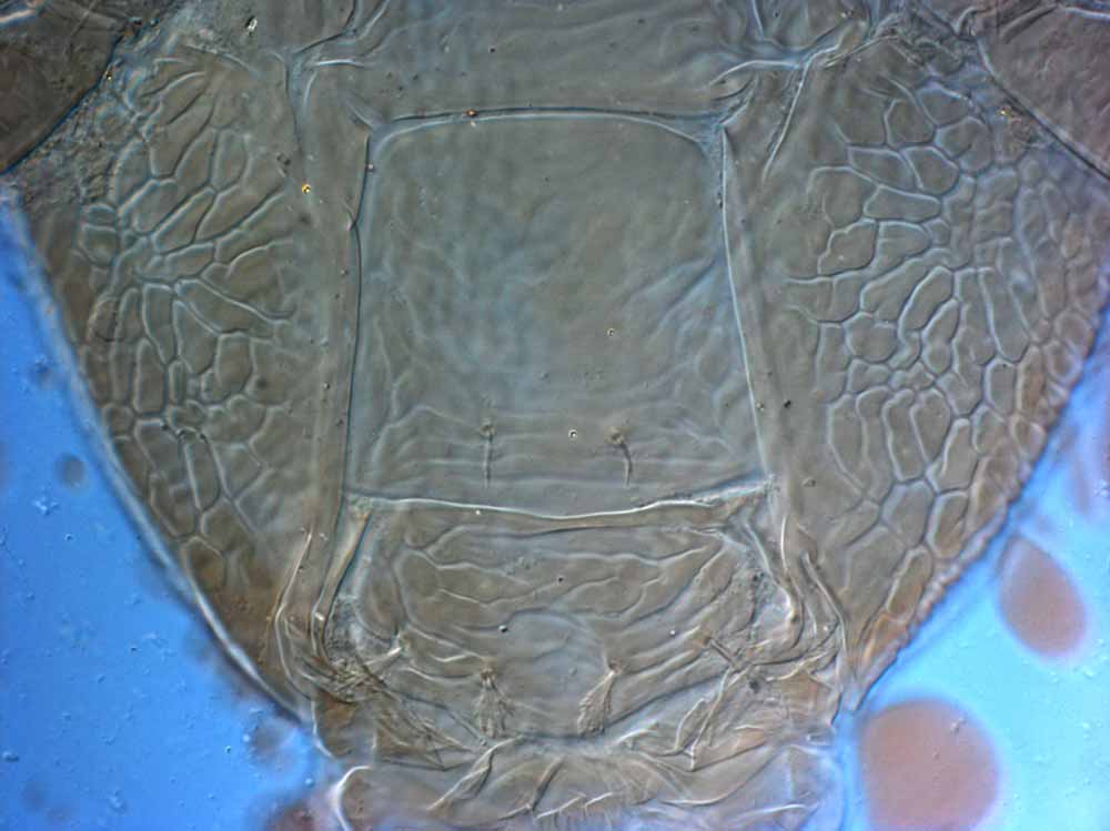            Fig. 9.   Brevipalpus frankeniae  female posterior venter   (paratype).   
