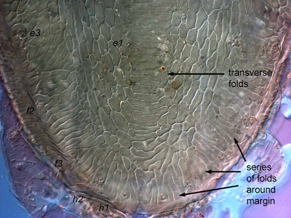            Fig. 8.   Brevipalpus frankeniae  female posterior dorsum   (paratype).   