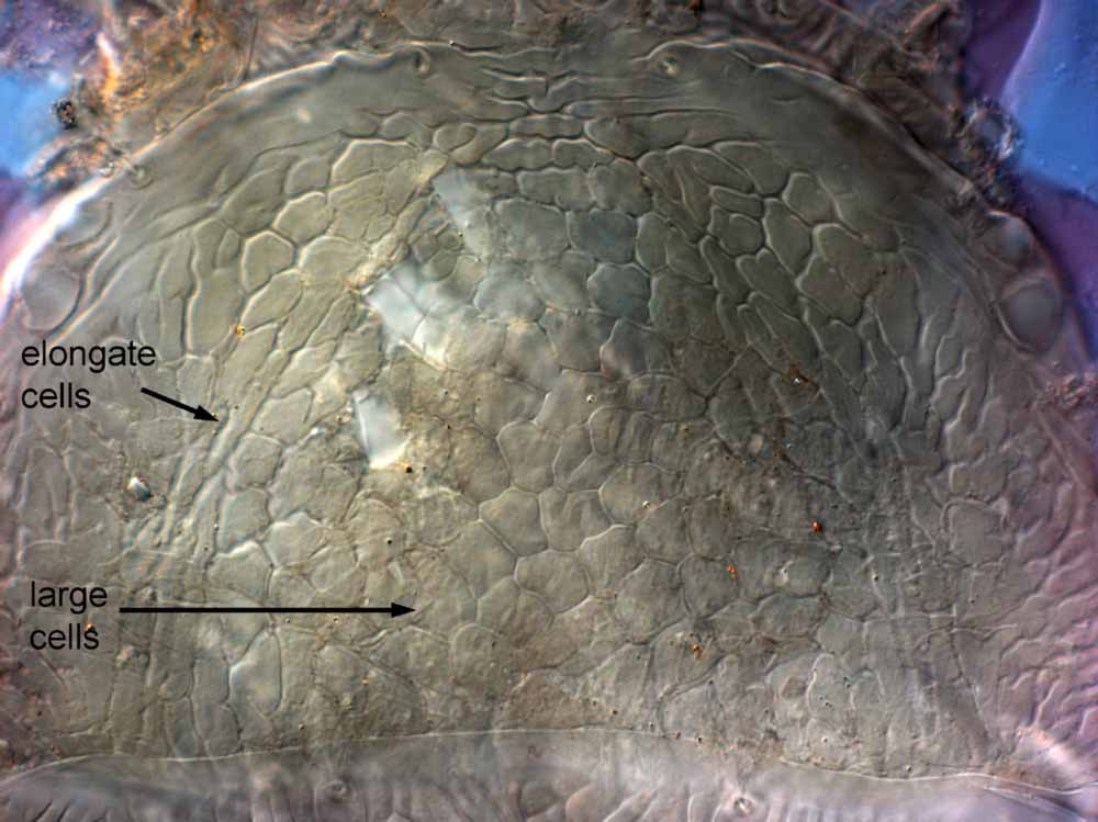            Fig. 4.   Brevipalpus frankeniae  female prodorsum   (paratype).   