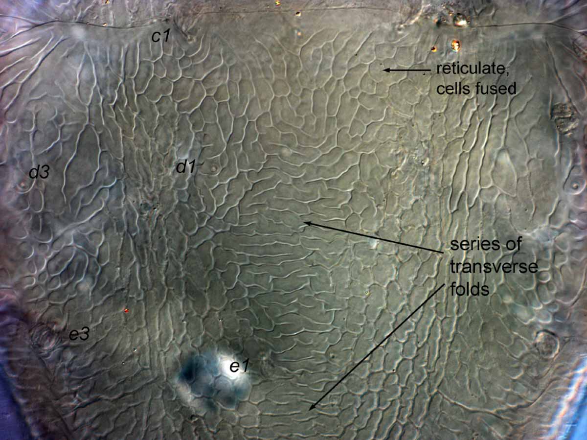            Fig. 6.   Brevipalpus frankeniae  female dorsal anterior   opisthosoma (paratype).   