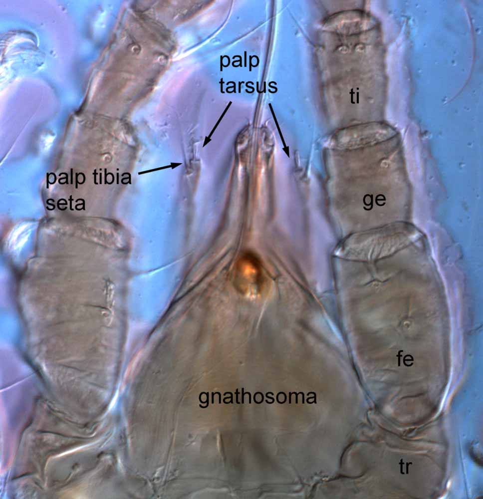            Fig. 12.   Brevipalpus frankeniae  female gnathosoma and legs I   (ventral view; paratype) - indicating elongate palps + palp tarsus with   only 1 seta (solenidion) (tr = trochanter; fe = femur; ge = genu; ti =   tibia).   