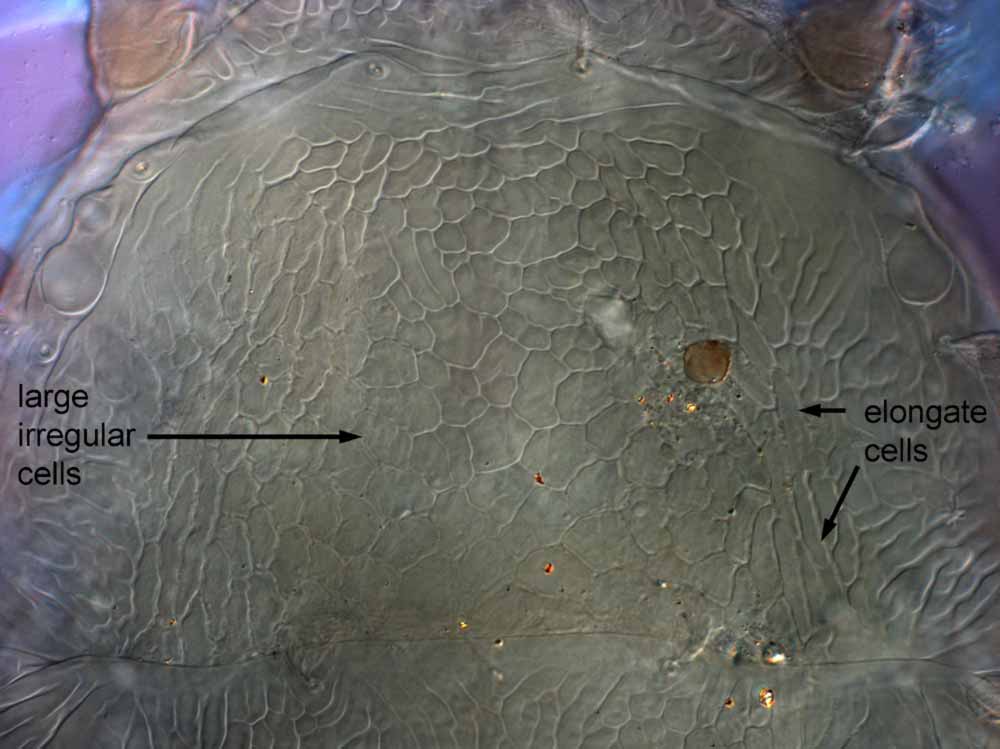           Fig. 3.   Brevipalpus frankeniae  female prodorsum   (paratype).   