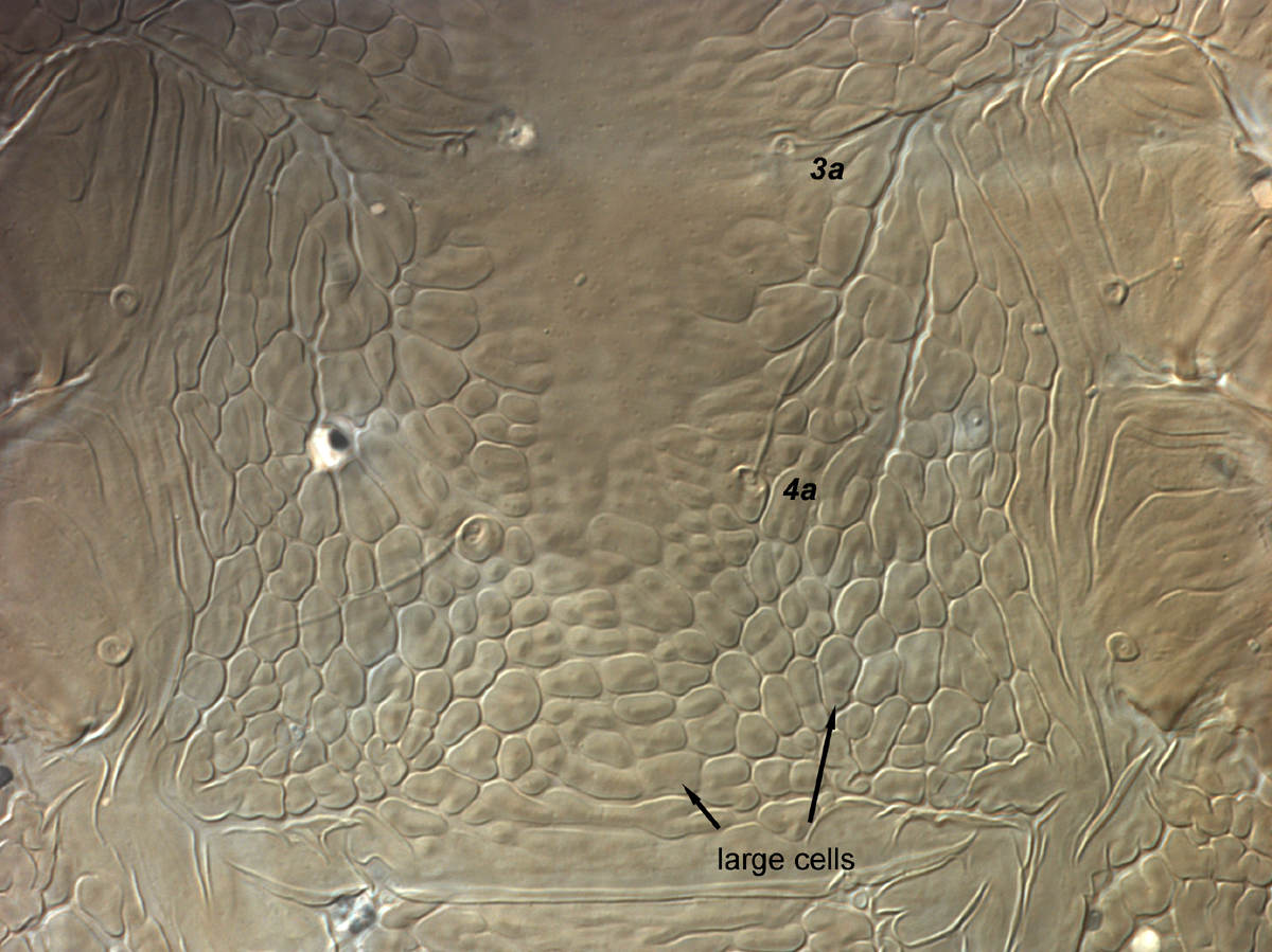            Fig. 6.  Brevipalpus hondurani  adult female venter, between coxae   III-IV.   