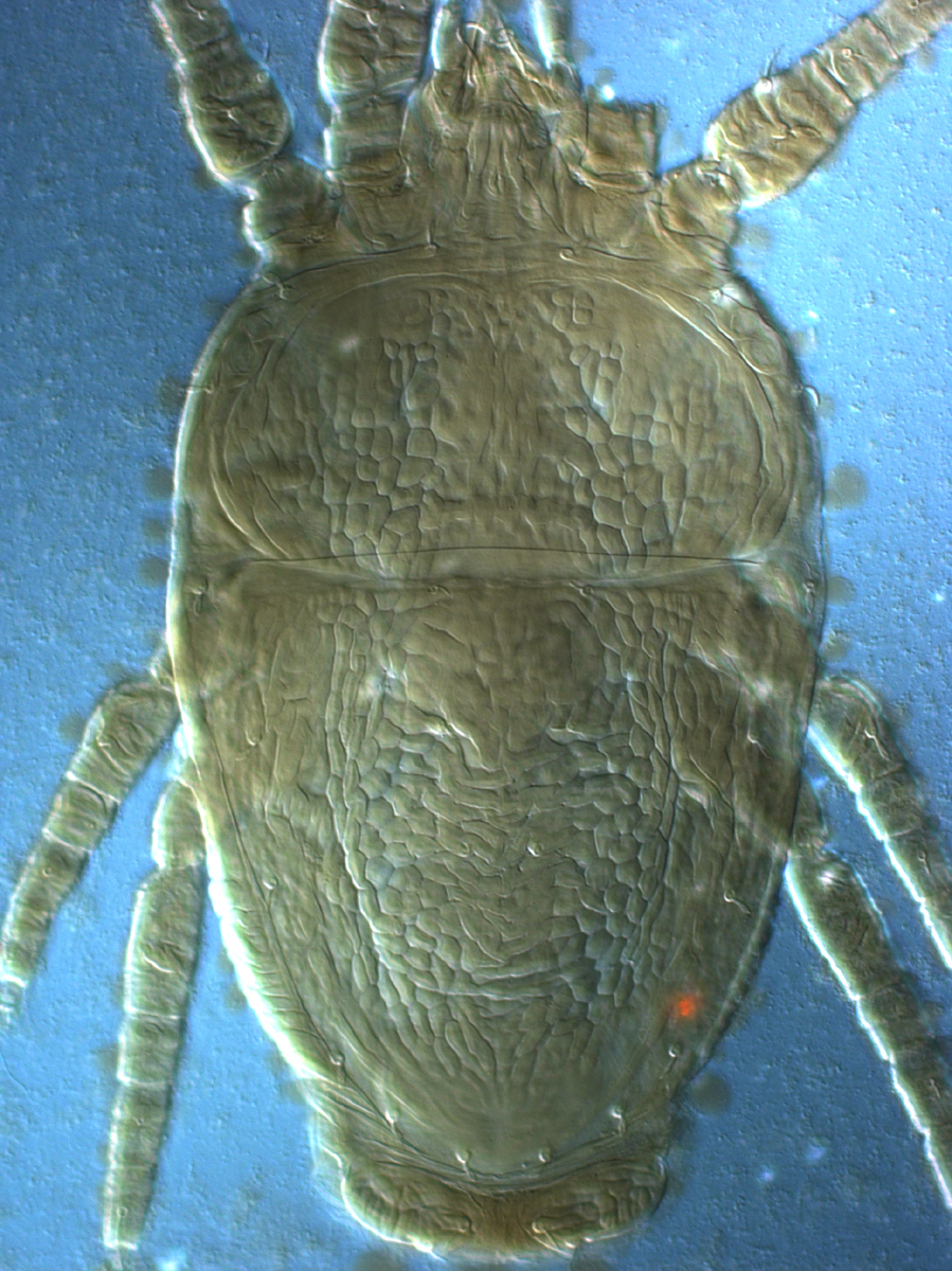            Fig. 1.  Brevipalpus hondurani  adult female dorsum.   