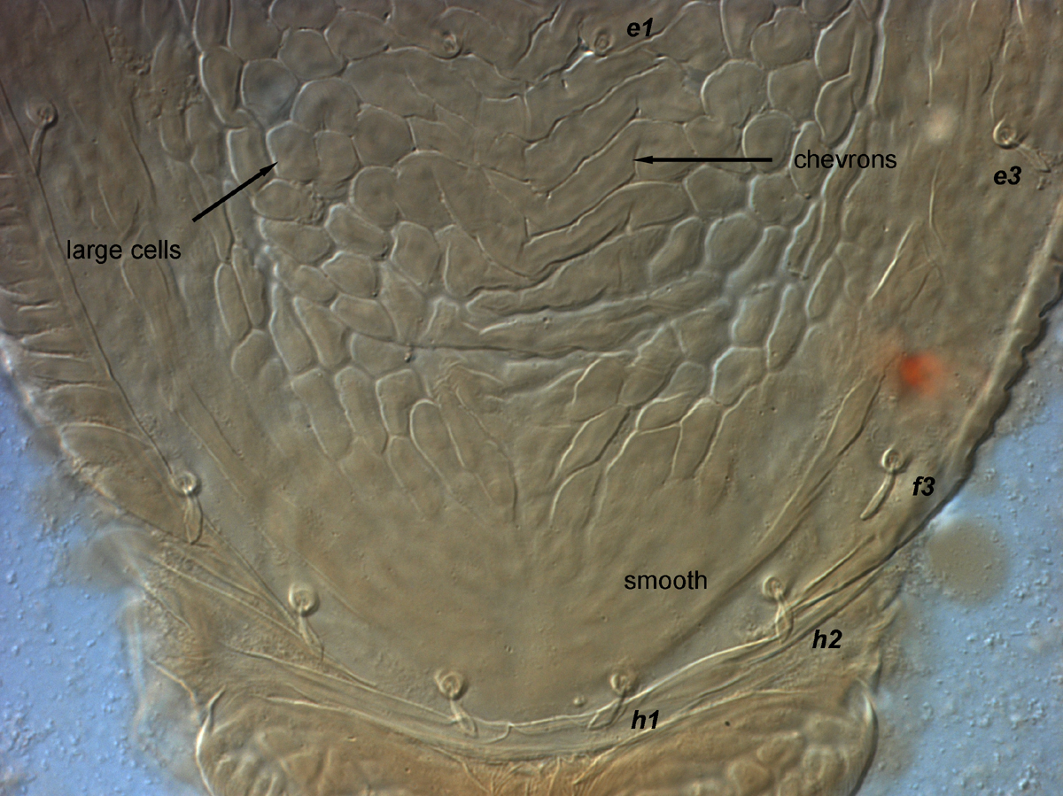            Fig. 4.  Brevipalpus hondurani  adult female posterior   dorsum.   