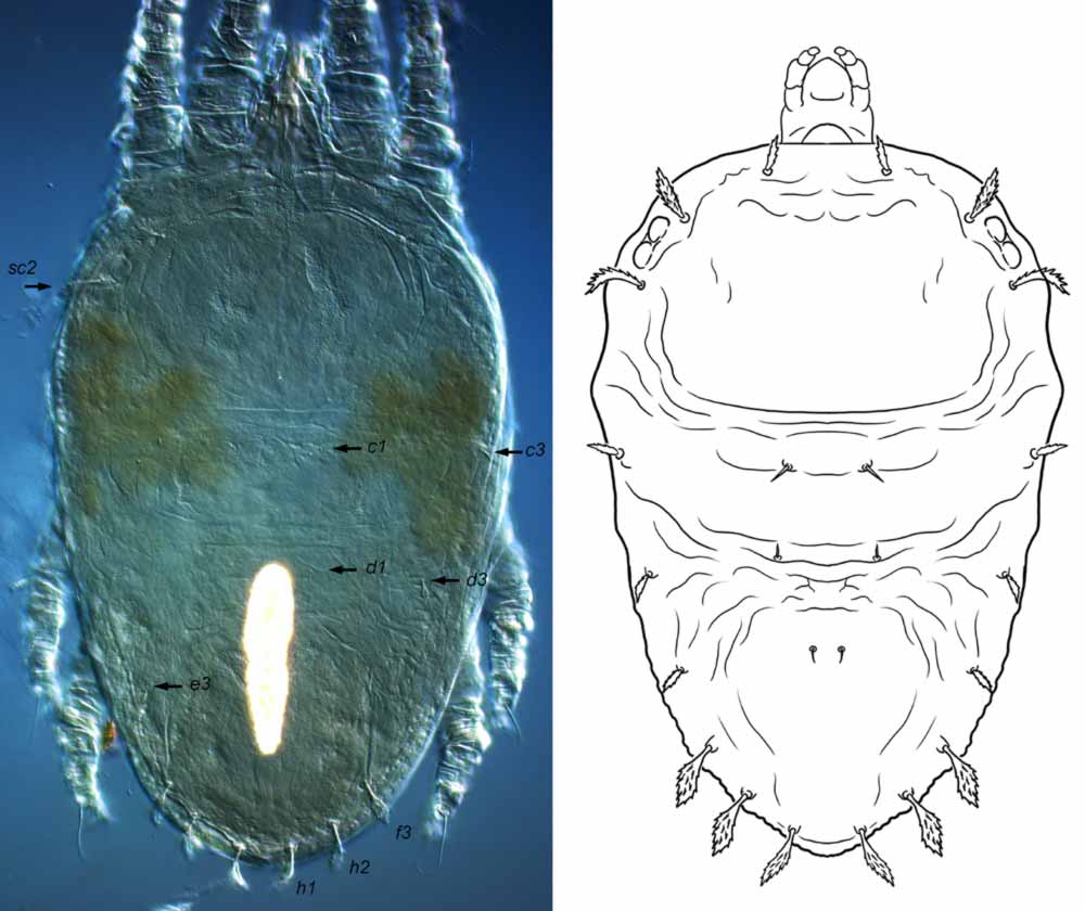            Fig. 21.   Brevipalpus obovatus  deutonymph (illustration after   Baker 1949) - note length of setae  c3 ,  d3 ,  e3    compared with  f3 ,  h1-2 .   
