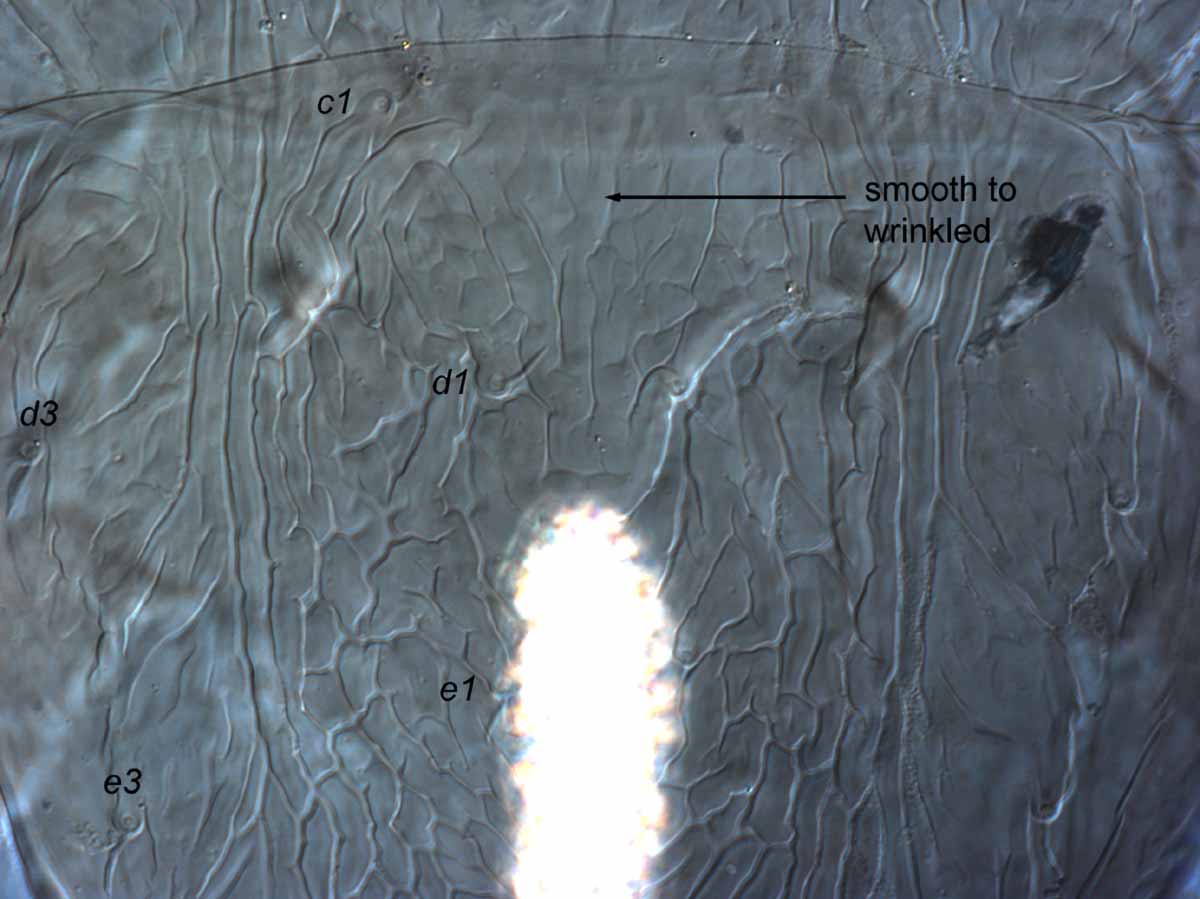            Fig. 5.   Brevipalpus lewisi  female anterior dorsal   opisthosoma.   