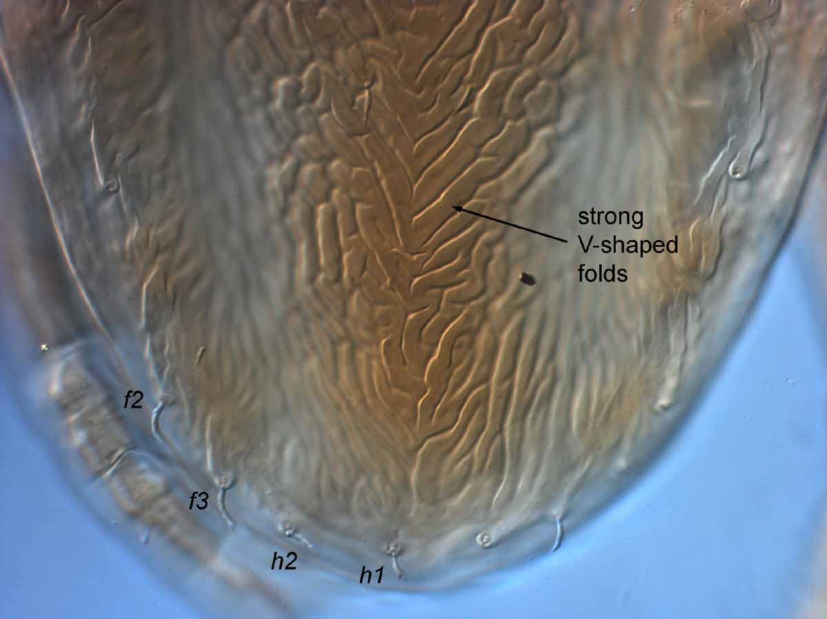            Fig. 1.   Brevipalpus lewisi  female posterior dorsum   (holotype).   