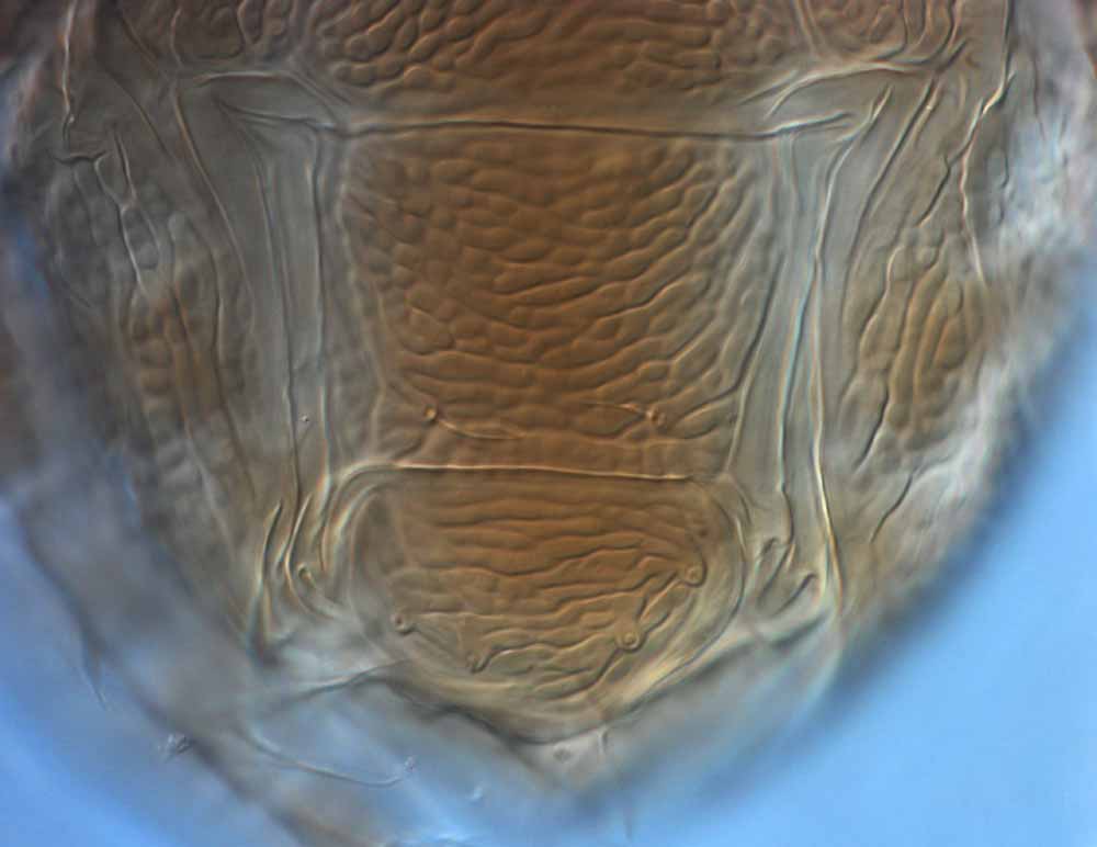            Fig. 8.   Brevipalpus lewisi  female posterior venter   (holotype).   