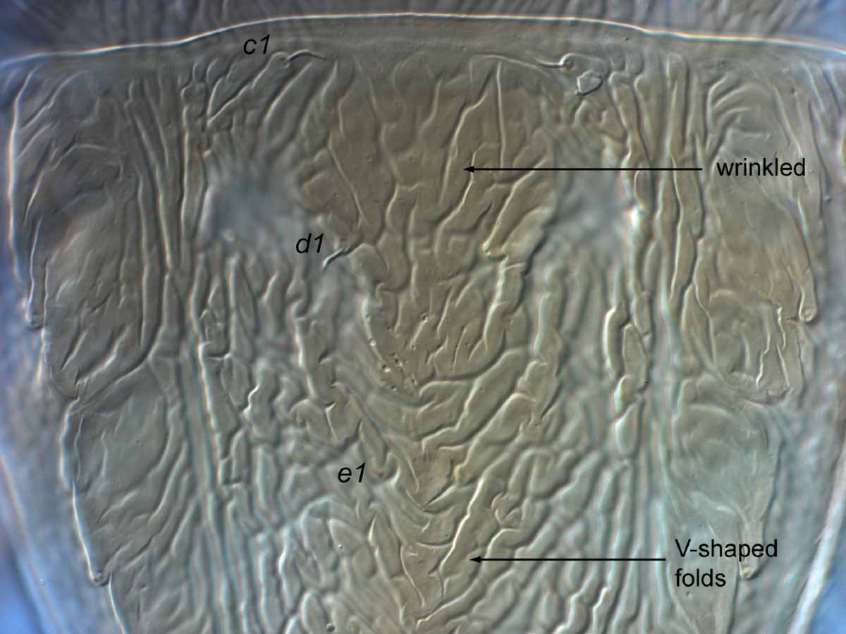            Fig. 4.   Brevipalpus lewisi  female anterior dorsal opisthosoma   (lectotype).   