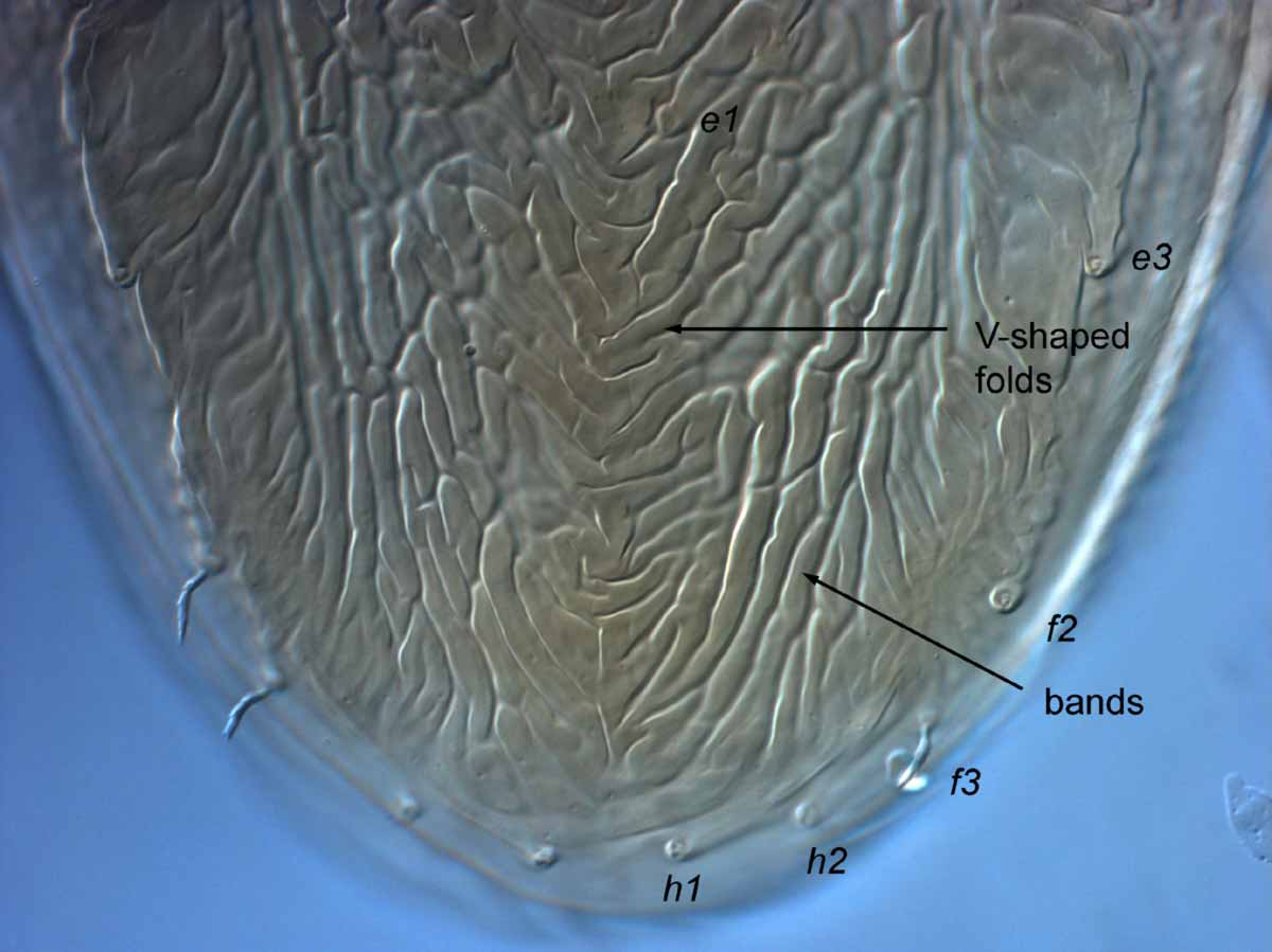            Fig. 6.   Brevipalpus lewisi  female posterior dorsum   (lectotype).   