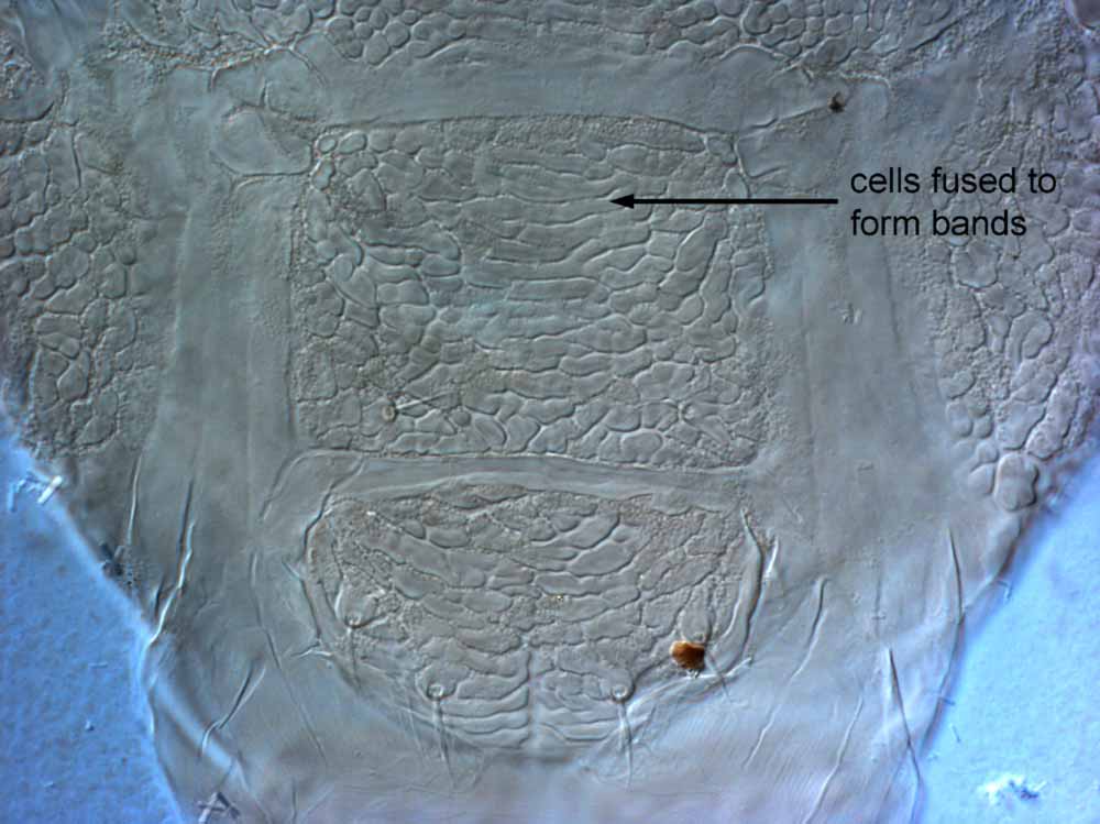            Fig. 13.   Brevipalpus obovatus  female posterior   venter.   
