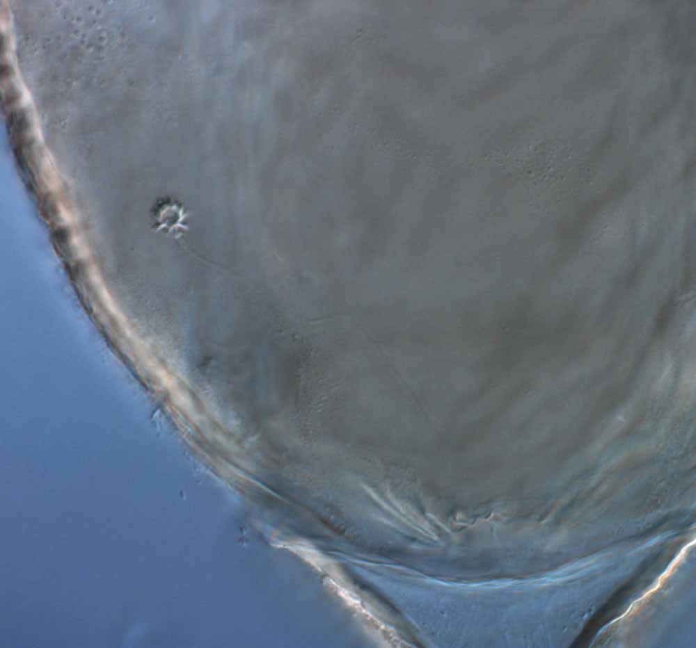            Fig. 16.   Brevipalpus obovatus  female   spermatheca.   