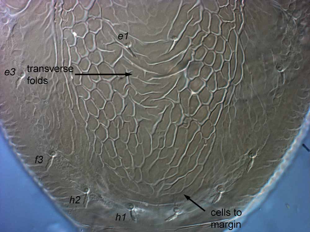            Fig. 8.   Brevipalpus obovatus  female posterior   dorsum.   