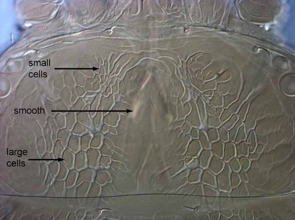            Fig. 2.   Brevipalpus obovatus  female   prodorsum.   