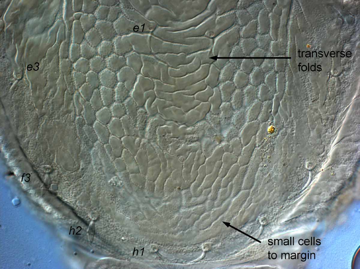            Fig. 9.   Brevipalpus obovatus  female posterior   dorsum.   