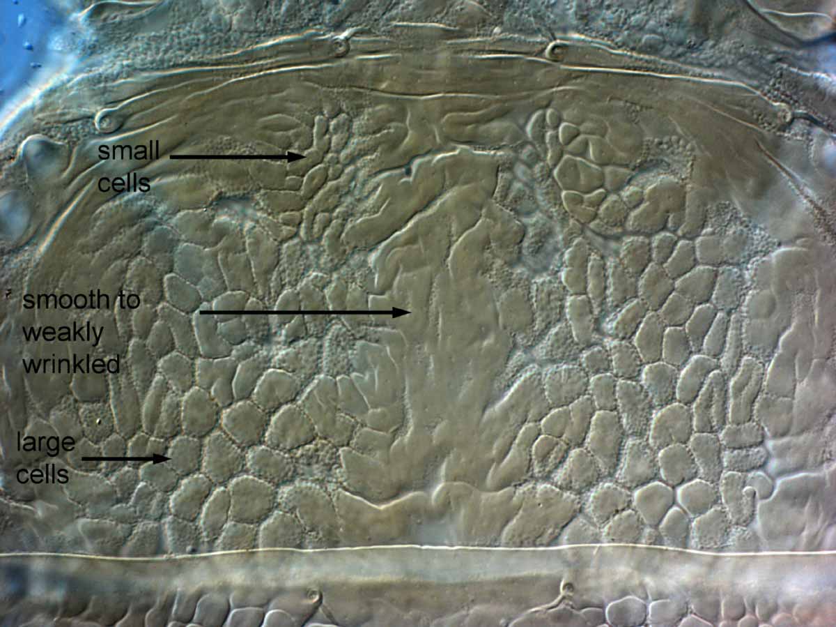            Fig. 3.   Brevipalpus obovatus  female   prodorsum.   