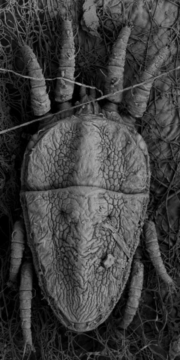            Fig. 1.   Brevipalpus obovatus  female dorsum (image: Gary   Bauchan, USDA-ECMU).   