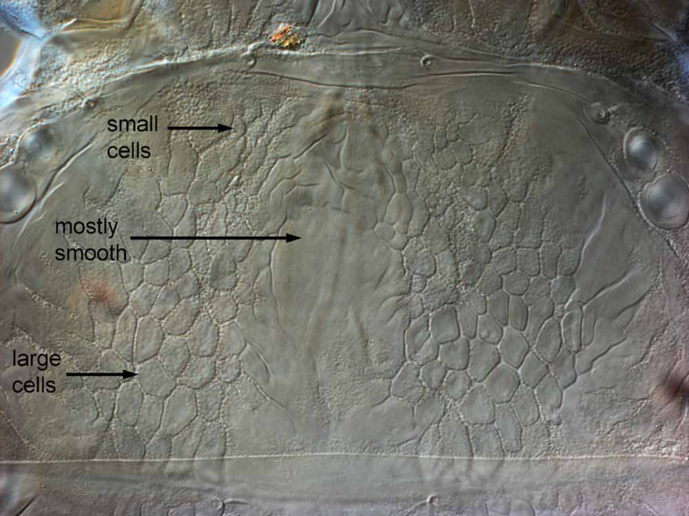            Fig. 4.   Brevipalpus obovatus  female   prodorsum.   