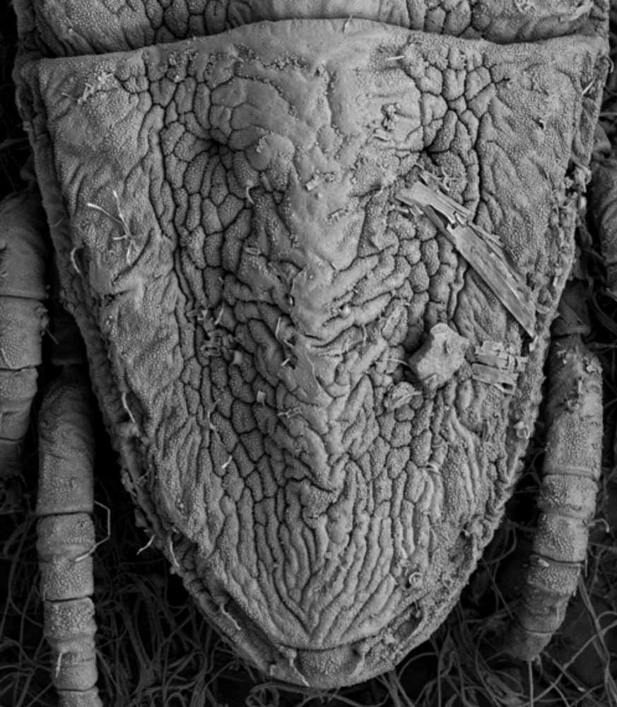            Fig. 11.   Brevipalpus obovatus  female posterior dorsum (image:   Gary Bauchan, USDA-ECMU)   