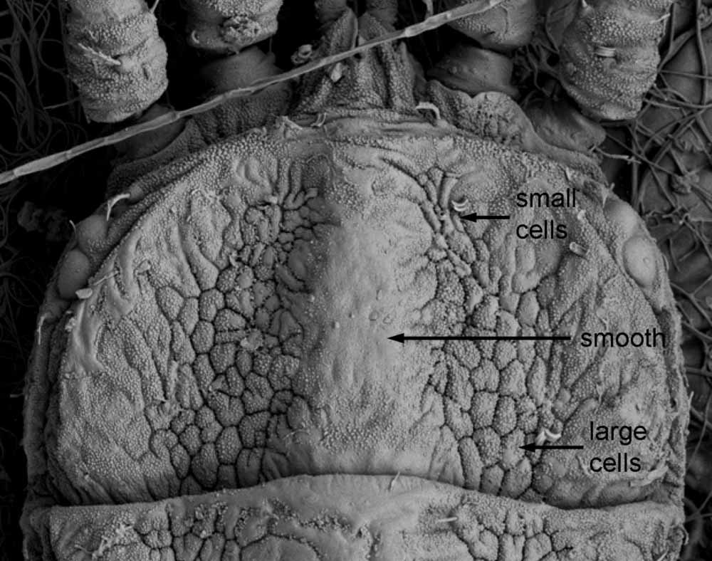           Fig. 5.   Brevipalpus obovatus  female prodorsum (image: Gary   Bauchan, USDA-ECMU).   