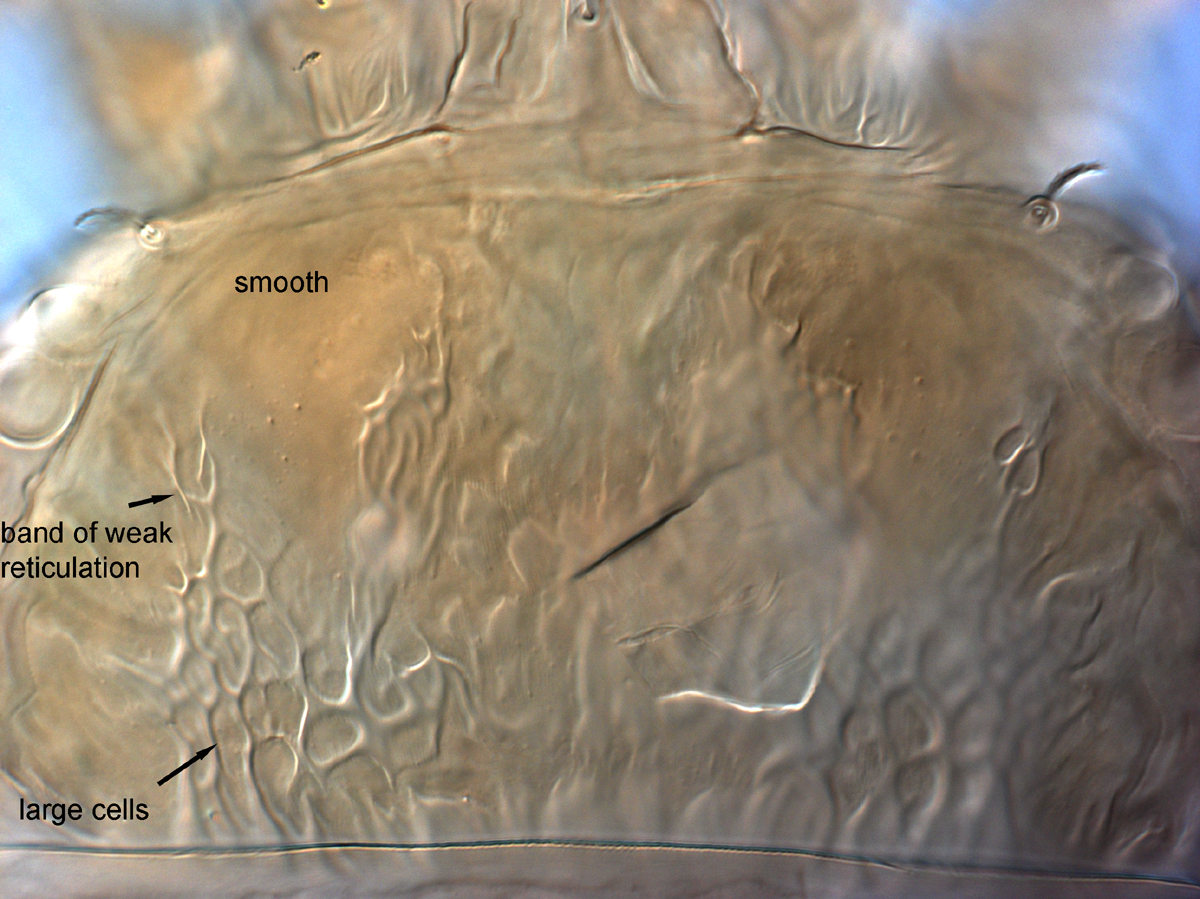  Fig. 3.  Brevipalpus papayensis , female prodorsum (paratype). 