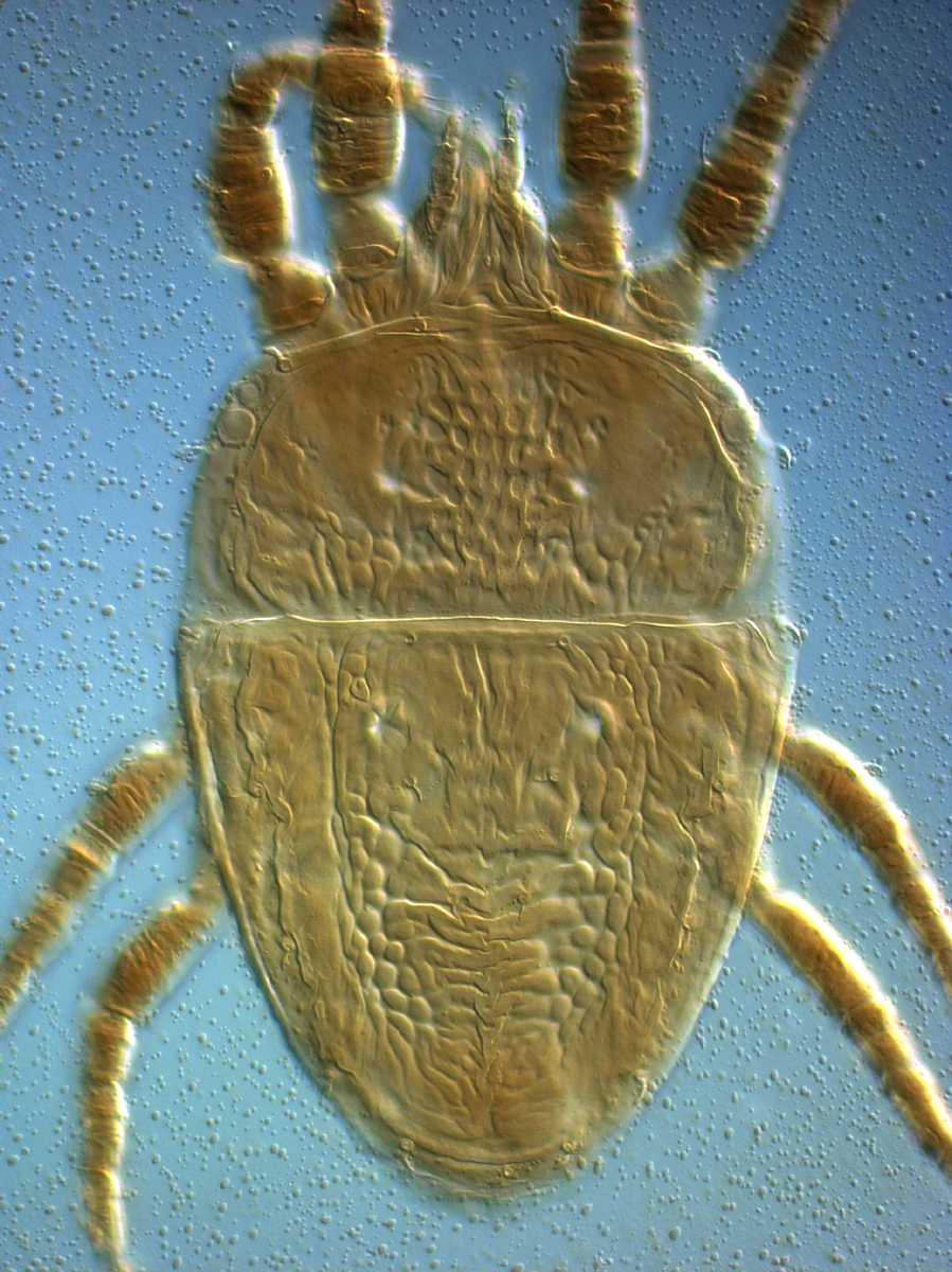  Fig. 2.  Brevipalpus azores , female dorsum. 