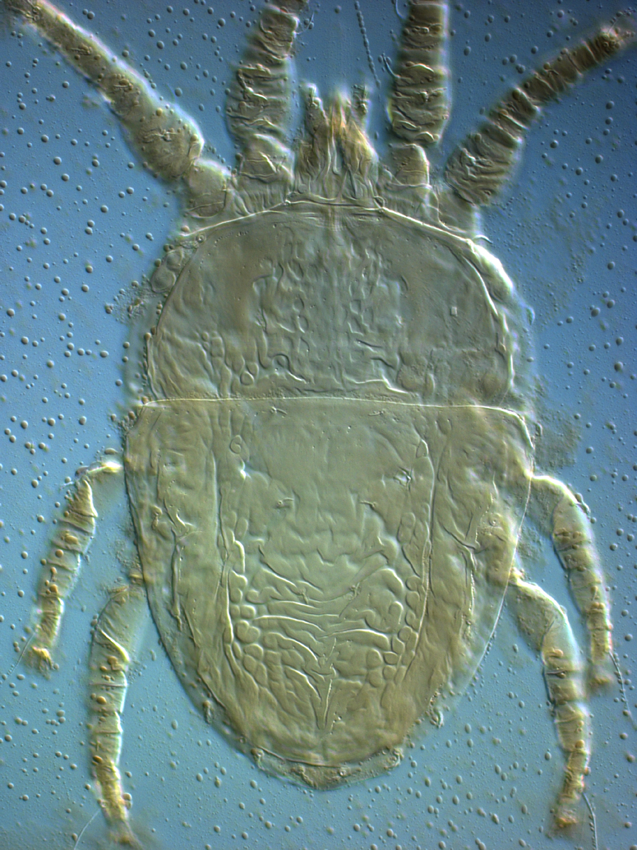  Fig. 4.  Brevipalpus azores , female dorsum. 