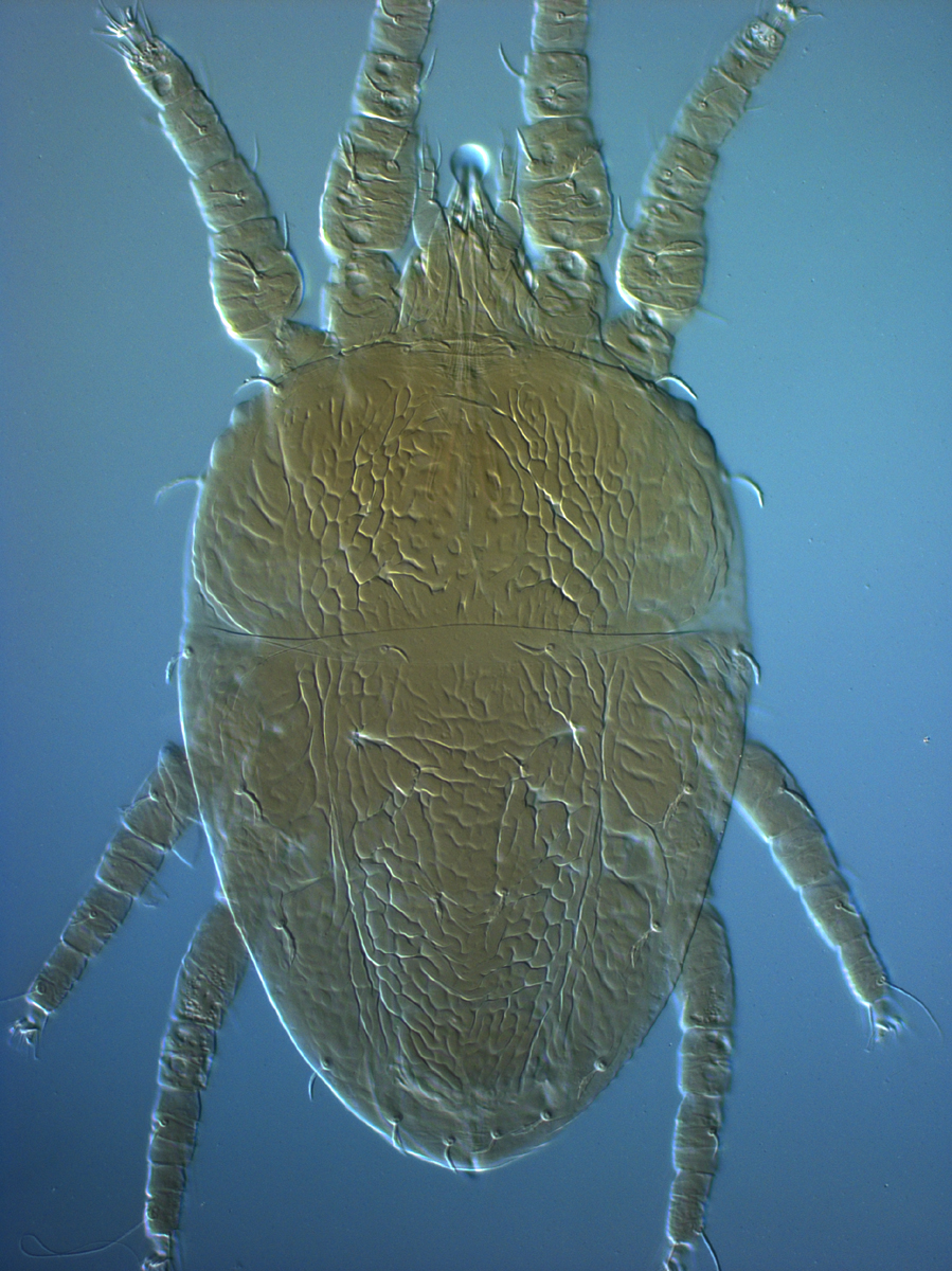  Fig. 2.  Brevipalpus yothersi , adult female dorsum. 