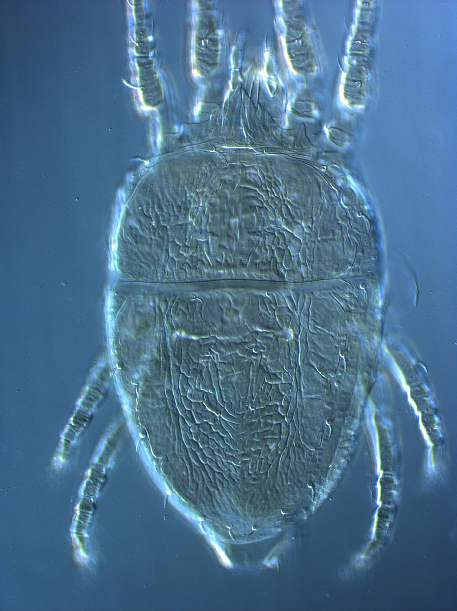  Fig. 3.  Brevipalpus yothersi , adult female dorsum. 