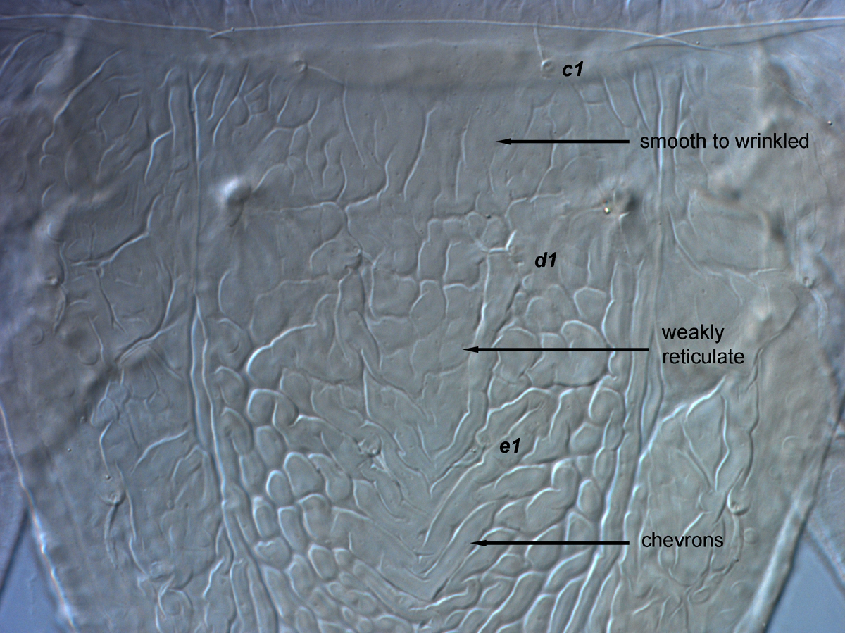  Fig. 6.  Brevipalpus yothersi , adult female anterior dorsal opisthosoma. 